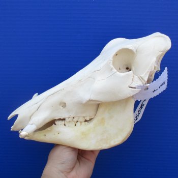 11" African Warthog Skull with 3" Ivory Tusks - $95