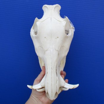 11" African Warthog Skull with 3" Ivory Tusks - $95