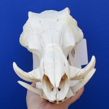12" African Warthog Skull with 3" Ivory Tusks - $95