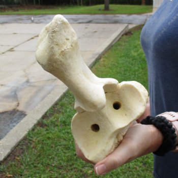 33" Giraffe Radius Leg Bone - $145