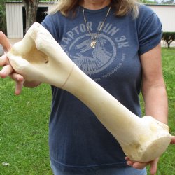 19" Giraffe Humerus Leg Bone - $65