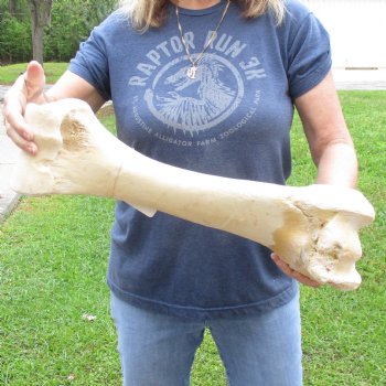 20" Giraffe Humerus Leg Bone - $65