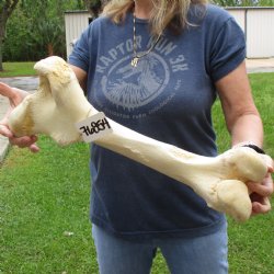 20" Giraffe Femur Leg Bone - $65
