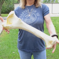 20" Giraffe Femur Leg Bone - $65