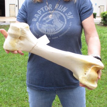 20" Giraffe Humerus Leg Bone - $65