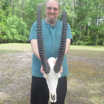African Sable Skull with 40" & 41" Horns - $550 (Adult Signature Required)