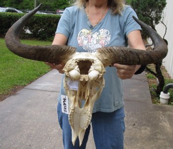 C-Grade 25 inch wide Blue Wildebeest Skull and Horns - $60
