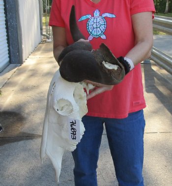B-Grade African Blue Wildebeest Skull with 25" Horn Spread - $60