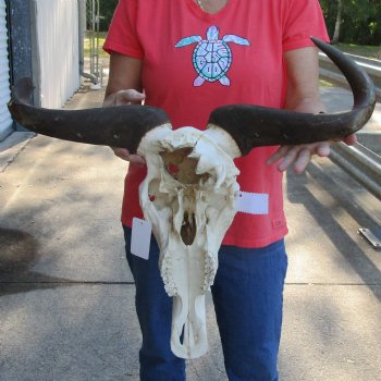 B-Grade African Blue Wildebeest Skull with 25" Horn Spread - $60