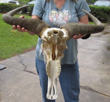 B-Grade 26 inch wide Blue Wildebeest Skull and Horns - $70