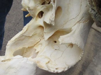 B-Grade 26 inch wide Blue Wildebeest Skull and Horns - $70