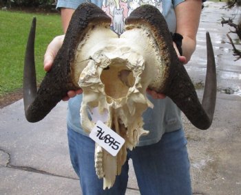 C-Grade, Male, African Black Wildebeest Skull with 18" Horn Spread - $70