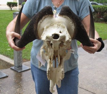 C-Grade, Male, African Black Wildebeest Skull with 19" Horn Spread - $75