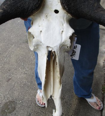C-Grade, Male, African Black Wildebeest Skull with 19" Horn Spread - $75