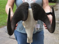 B-Grade, Male, African Black Wildebeest Skull with 16" Horn Spread - $85