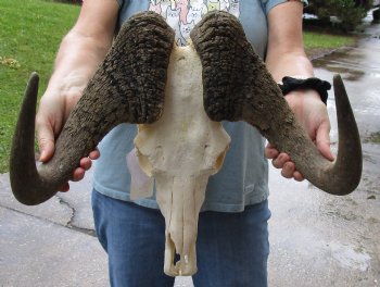 B-Grade, Male, African Black Wildebeest Skull with 19" Horn Spread - $85