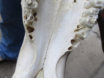 B-Grade, Male, African Black Wildebeest Skull with 16" Horn Spread - $85