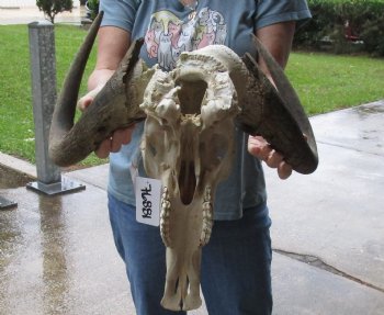 C-Grade, Male, African Black Wildebeest Skull with 19" Horn Spread - $70