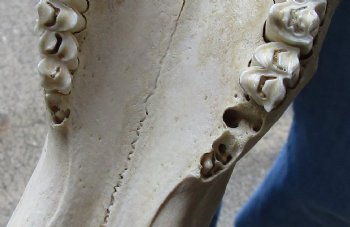 C-Grade, Male, African Black Wildebeest Skull with 19" Horn Spread - $70