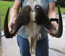 B-Grade, Male, African Black Wildebeest Skull with 19" Horn Spread - $85