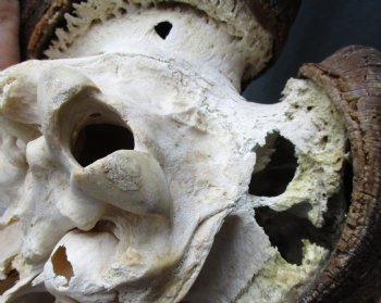 B-Grade, Male, African Black Wildebeest Skull with 19" Horn Spread - $85