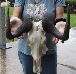 B-Grade, Female, African Black Wildebeest Skull with 15" Horn Spread - $85