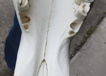 B-Grade, Female, African Black Wildebeest Skull with 15" Horn Spread - $85