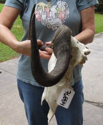 B-Grade, Female, African Black Wildebeest Skull with 14" Horn Spread - $85