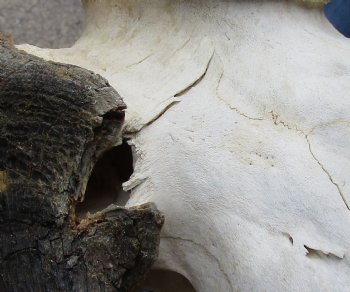 B-Grade, Female, African Black Wildebeest Skull with 14" Horn Spread - $85