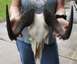 B-Grade, Female, African Black Wildebeest Skull with 14" Horn Spread - $85