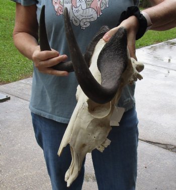 B-Grade, Female, African Black Wildebeest Skull with 17" Horn Spread - $85