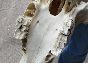 B-Grade, Female, African Black Wildebeest Skull with 17" Horn Spread - $85