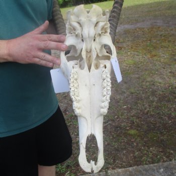 African Sable Skull with 39" & 40" Horns - $575 (Adult Signature Required)