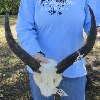 19" to 20" Kudu Skull Plate - $40