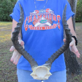 African Impala Skull Plate with 20" Horns - $60
