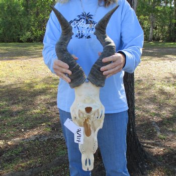 21" Horns on 17" Red Hartebeest Skull - $110
