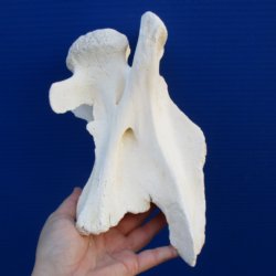 9" Small Giraffe Vertebrae Bone - $40