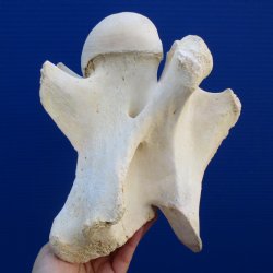 9" Giraffe Vertebrae Bone - $50