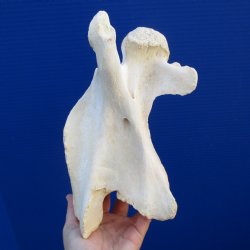 9-3/4" Small Giraffe Vertebrae Bone - $40