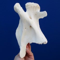 8" Small Giraffe Vertebrae Bone - $40