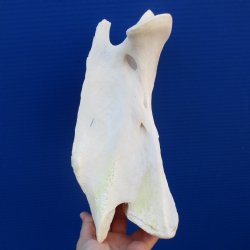 11-1/2" Giraffe Vertebrae Axis Bone - $50