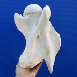 11" Giraffe Vertebrae Bone - $50