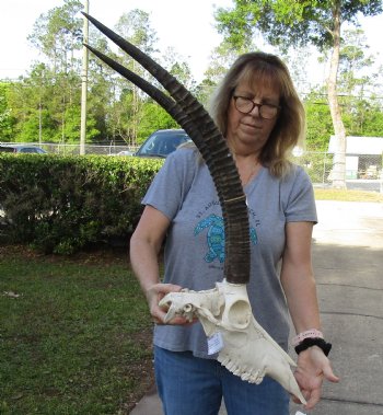 B-Grade Female Sable Skull with 29 inch Horns -  Buy Now for $180
