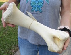 B-Grade 15" Giraffe Humerus Leg Bone - $30