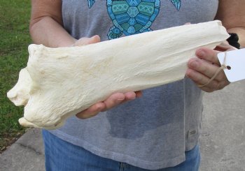 13 inch Giraffe Tibia Leg Bone piece for sale $25