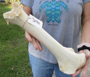 B-Grade 17" Giraffe Femur Leg Bone - $30