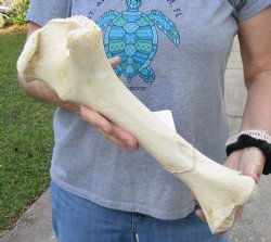 B-Grade 16" Giraffe Femur Leg Bone - $30