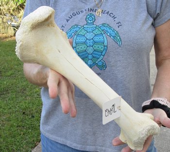 B-Grade 16" Giraffe Femur Leg Bone - $30