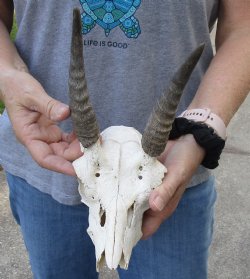 B-Grade Mountain Reedbuck skull with 5 inch horns for sale $60