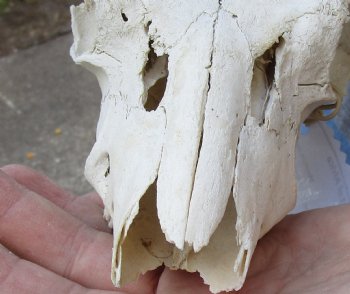 B-Grade Mountain Reedbuck skull with 5 inch horns for sale $60